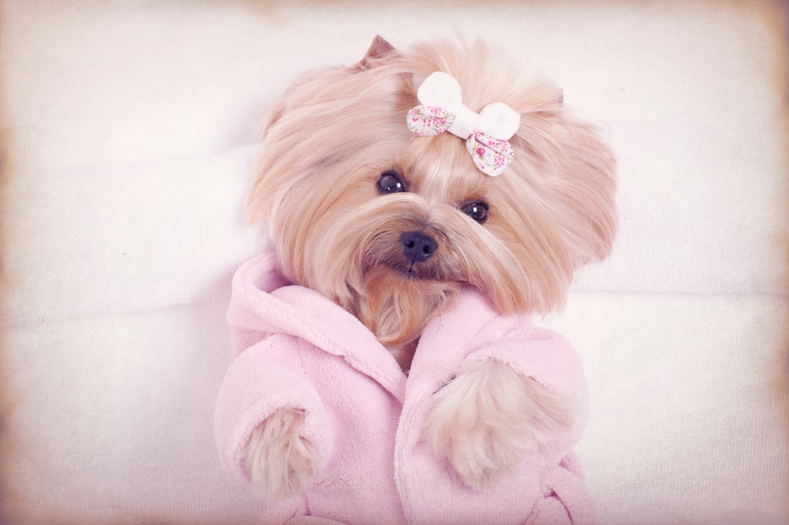 Yorkie dog in pink robe at pet grooming salon spa