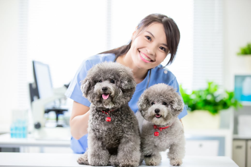 Pet Dogs and the Vet